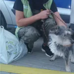 Znaleziono psa, Bydgoszcz, 16 września 2022