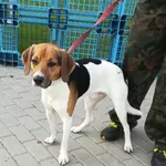 Znaleziono psa, Bydgoszcz, 4 lipca 2022