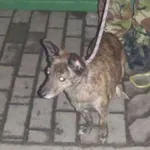Znaleziono psa, Bydgoszcz, 22 października 2021