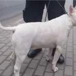 Znaleziono psa, Bydgoszcz, 20 lutego 2022