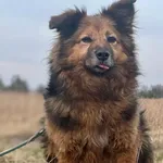 Pies do adopcji, Pieczyska, 19 stycznia 2022