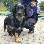 Znaleziono psa, Bydgoszcz, 22 maja 2021