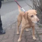 Znaleziono psa, Bydgoszcz, 18 grudnia 2021