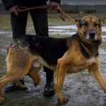 Pies do adopcji, Pieczyska, 28 lutego 2019