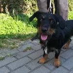 Znaleziono psa, Bydgoszcz, 8 czerwca 2022