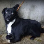 Pies do adopcji, Pieczyska, 21 lutego 2019