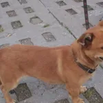 Znaleziono psa, Bydgoszcz, 22 lipca 2021