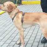 Znaleziono psa, Bydgoszcz, 28 listopada 2021