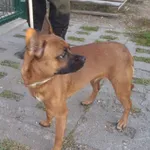 Znaleziono psa, Bydgoszcz, 8 września 2021
