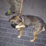 Znaleziono psa, Bydgoszcz, 18 listopada 2022