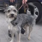 Znaleziono psa, Bydgoszcz, 3 sierpnia 2021