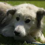 Pies do adopcji, Pieczyska, 1 lipca 2022