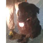 Znaleziono psa, Bydgoszcz, 16 lipca 2021