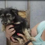 Pies do adopcji, Pieczyska, 3 sierpnia 2020