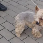Znaleziono psa, Bydgoszcz, 1 września 2021
