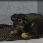 Pies do adopcji, Pieczyska, 23 listopada 2021