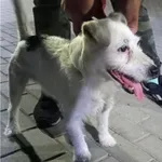 Znaleziono psa, Bydgoszcz, 17 lipca 2021