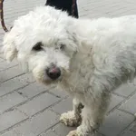 Znaleziono psa, Bydgoszcz, 1 maja 2022