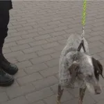 Znaleziono psa, Bydgoszcz, 28 kwietnia 2021