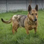 Pies do adopcji, Pieczyska, 7 maja 2019