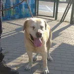 Znaleziono psa, Bydgoszcz, 20 lipca 2022
