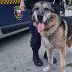 Znaleziono psa, Bydgoszcz, 1 sierpnia 2022