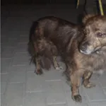 Znaleziono psa, Bydgoszcz, 16 czerwca 2021