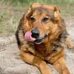 Pies do adopcji, Pieczyska, 27 czerwca 2021