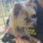 Znaleziono psa, Bydgoszcz, 15 maja 2022