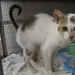 Kot do adopcji, Pieczyska, 1 sierpnia 2021