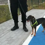 Znaleziono psa, Bydgoszcz, 3 sierpnia 2022