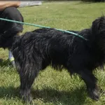 Pies do adopcji, Pieczyska, 17 sierpnia 2022