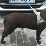 Znaleziono psa, Bydgoszcz, 11 lipca 2022