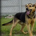 Pies do adopcji, Pieczyska, 19 maja 2019