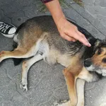 Znaleziono psa, Bydgoszcz, 14 sierpnia 2021