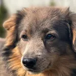 Pies do adopcji, Pieczyska, 5 maja 2022