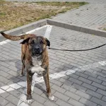 Znaleziono psa, Bydgoszcz, 31 lipca 2022