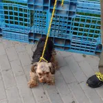 Znaleziono psa, Bydgoszcz, 7 maja 2022