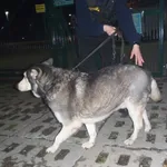 Znaleziono psa, Bydgoszcz, 17 kwietnia 2021