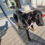 Znaleziono psa, Bydgoszcz, 30 października 2021
