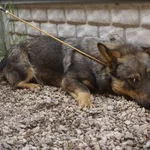Pies do adopcji, Pieczyska, 29 maja 2021