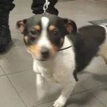 Znaleziono psa, Bydgoszcz, 8 listopada 2021
