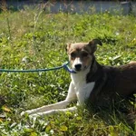 Pies do adopcji, Pieczyska, 21 września 2020