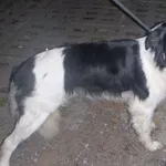 Znaleziono psa, Bydgoszcz, 4 sierpnia 2021