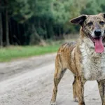 Pies do adopcji, Pieczyska, 8 maja 2019