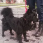 Znaleziono psa, Bydgoszcz, 5 maja 2022
