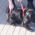 Znaleziono psa, Bydgoszcz, 12 kwietnia 2022