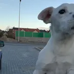 Znaleziono psa, Bydgoszcz, 10 kwietnia 2022