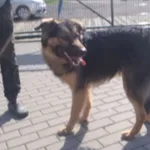 Znaleziono psa, Bydgoszcz, 15 lipca 2021
