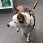 Znaleziono psa, Bydgoszcz, 31 grudnia 2021